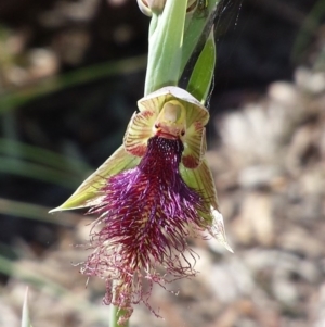 Calochilus platychilus at Aranda, ACT - 15 Oct 2015