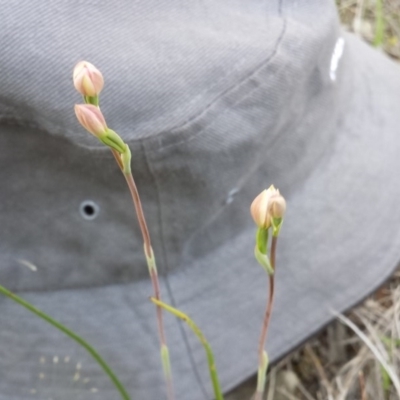Thelymitra carnea (Tiny Sun Orchid) at Aranda Bushland - 14 Oct 2015 by MattM