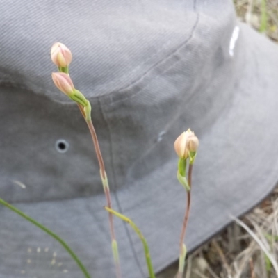 Thelymitra carnea (Tiny Sun Orchid) at Cook, ACT - 15 Oct 2015 by MattM