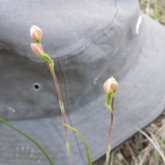 Thelymitra carnea (Tiny Sun Orchid) at Cook, ACT - 14 Oct 2015 by MattM