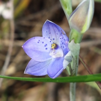 Thelymitra juncifolia (Dotted Sun Orchid) at Aranda, ACT - 15 Oct 2015 by MattM