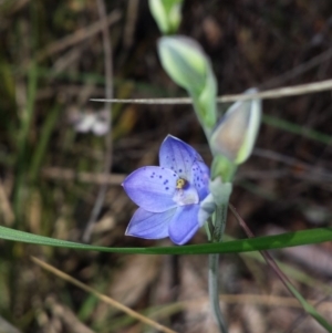 Thelymitra juncifolia at Aranda, ACT - suppressed