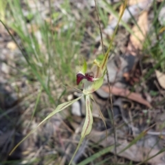 Caladenia atrovespa (Green-comb Spider Orchid) at Aranda Bushland - 15 Oct 2015 by MattM