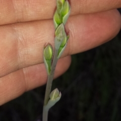 Thelymitra sp. (A Sun Orchid) at Aranda Bushland - 15 Oct 2015 by MattM