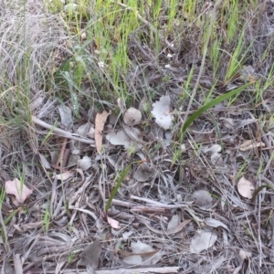 Thelymitra sp. at Cook, ACT - suppressed