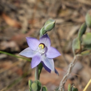 Thelymitra brevifolia at Aranda, ACT - 15 Oct 2015