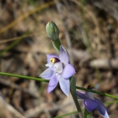 Thelymitra brevifolia at Aranda, ACT - 15 Oct 2015