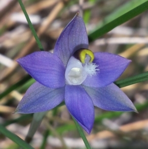 Thelymitra brevifolia at Aranda, ACT - 15 Oct 2015