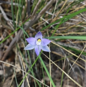 Thelymitra brevifolia at Aranda, ACT - 15 Oct 2015