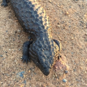 Tiliqua rugosa at Ainslie, ACT - 15 Oct 2015