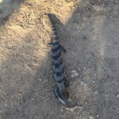 Tiliqua scincoides scincoides (Eastern Blue-tongue) at Majura, ACT - 15 Oct 2015 by AaronClausen