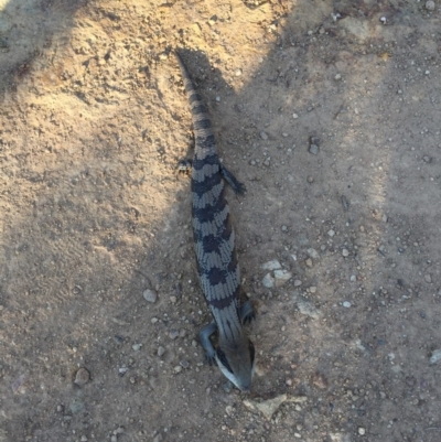 Tiliqua scincoides scincoides (Eastern Blue-tongue) at Mount Majura - 15 Oct 2015 by AaronClausen