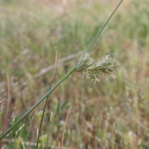 Carex inversa at Calwell, ACT - 8 Oct 2015 06:45 PM