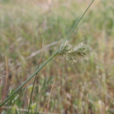 Carex inversa (Knob Sedge) at Calwell, ACT - 8 Oct 2015 by michaelb