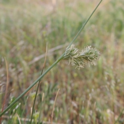 Carex inversa (Knob Sedge) at Calwell, ACT - 8 Oct 2015 by MichaelBedingfield