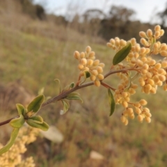 Pomaderris pallida (Pale Pomaderris) at Calwell, ACT - 8 Oct 2015 by michaelb