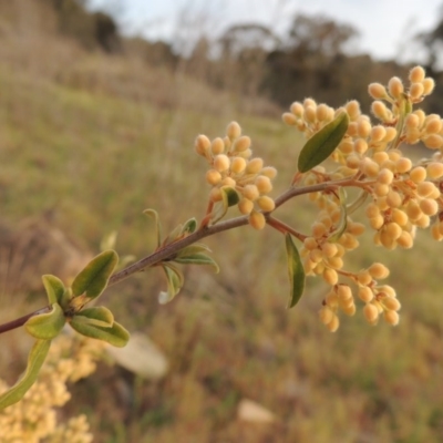 Pomaderris pallida (Pale Pomaderris) at Tuggeranong Hill - 8 Oct 2015 by michaelb