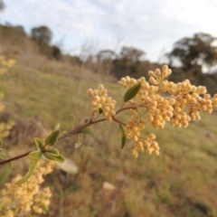 Pomaderris pallida at Calwell, ACT - 8 Oct 2015