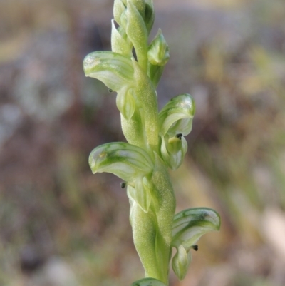 Hymenochilus cycnocephalus (Swan greenhood) at Calwell, ACT - 8 Oct 2015 by michaelb