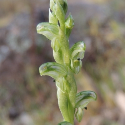 Hymenochilus cycnocephalus (Swan greenhood) at Calwell, ACT - 8 Oct 2015 by MichaelBedingfield