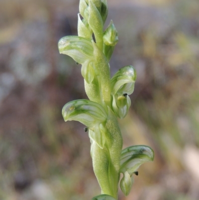 Hymenochilus cycnocephalus (Swan greenhood) at Tuggeranong Hill - 8 Oct 2015 by michaelb