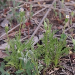 Vittadinia muelleri (Narrow-leafed New Holland Daisy) at Tuggeranong Hill - 8 Oct 2015 by michaelb