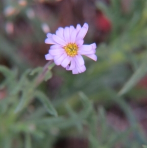 Vittadinia cuneata var. cuneata at Nicholls, ACT - 11 Oct 2015 03:15 PM