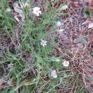 Vittadinia cuneata var. cuneata at Nicholls, ACT - 11 Oct 2015 03:15 PM