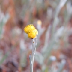 Chrysocephalum apiculatum (Common Everlasting) at Nicholls, ACT - 11 Oct 2015 by gavinlongmuir