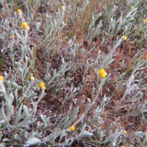 Chrysocephalum apiculatum at Nicholls, ACT - 11 Oct 2015 03:16 PM