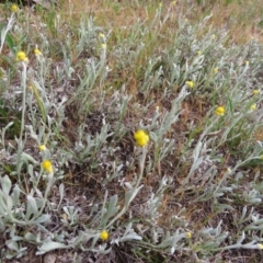 Chrysocephalum apiculatum at Nicholls, ACT - 11 Oct 2015 03:16 PM