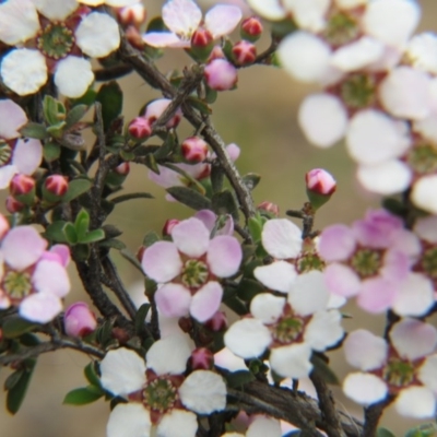 Gaudium multicaule (Teatree) at Nicholls, ACT - 11 Oct 2015 by gavinlongmuir