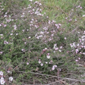 Gaudium multicaule at Nicholls, ACT - 11 Oct 2015 03:23 PM