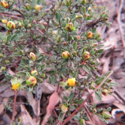 Hibbertia obtusifolia (Grey Guinea-flower) at Nicholls, ACT - 11 Oct 2015 by gavinlongmuir