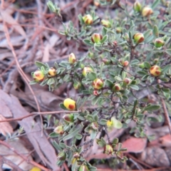 Hibbertia obtusifolia at Nicholls, ACT - 11 Oct 2015