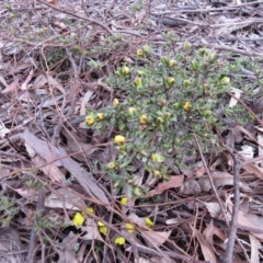 Hibbertia obtusifolia at Nicholls, ACT - 11 Oct 2015