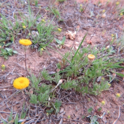 Leptorhynchos squamatus (Scaly Buttons) at Nicholls, ACT - 11 Oct 2015 by gavinlongmuir