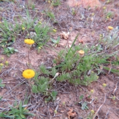 Leptorhynchos squamatus at Nicholls, ACT - 11 Oct 2015