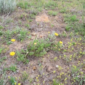 Leptorhynchos squamatus at Nicholls, ACT - 11 Oct 2015