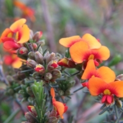 Dillwynia sericea (Egg And Bacon Peas) at Nicholls, ACT - 11 Oct 2015 by gavinlongmuir