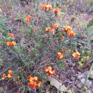 Dillwynia sericea at Nicholls, ACT - 11 Oct 2015