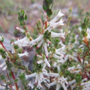 Brachyloma daphnoides at Nicholls, ACT - 11 Oct 2015 03:31 PM