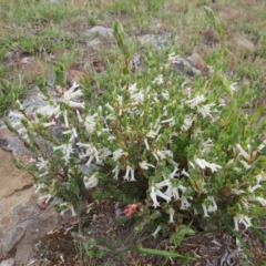 Brachyloma daphnoides at Nicholls, ACT - 11 Oct 2015