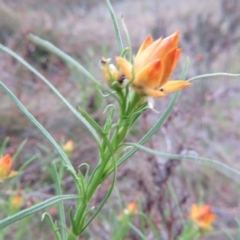 Xerochrysum viscosum (Sticky Everlasting) at Nicholls, ACT - 11 Oct 2015 by gavinlongmuir