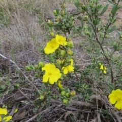 Hibbertia obtusifolia at Nicholls, ACT - 11 Oct 2015