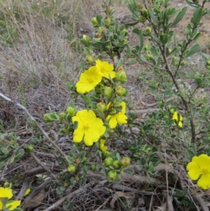 Hibbertia obtusifolia at Nicholls, ACT - 11 Oct 2015