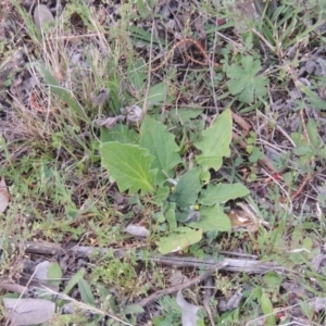 Cymbonotus sp. (preissianus or lawsonianus) at Calwell, ACT - 8 Oct 2015