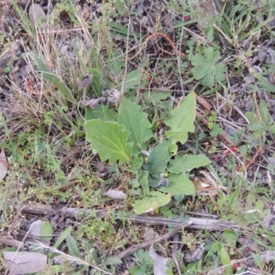 Cymbonotus sp. (preissianus or lawsonianus) (Bears Ears) at Tuggeranong Hill - 8 Oct 2015 by michaelb