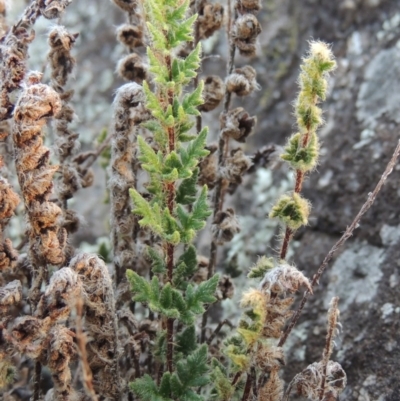 Cheilanthes distans (Bristly Cloak Fern) at Calwell, ACT - 8 Oct 2015 by MichaelBedingfield