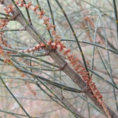 Allocasuarina verticillata (Drooping Sheoak) at Calwell, ACT - 8 Oct 2015 by michaelb